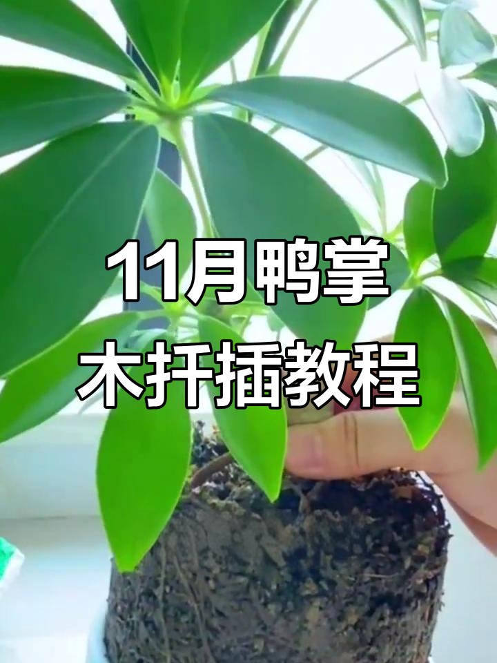 11月鸭掌木扦插技巧,掌握这些让它快速生根