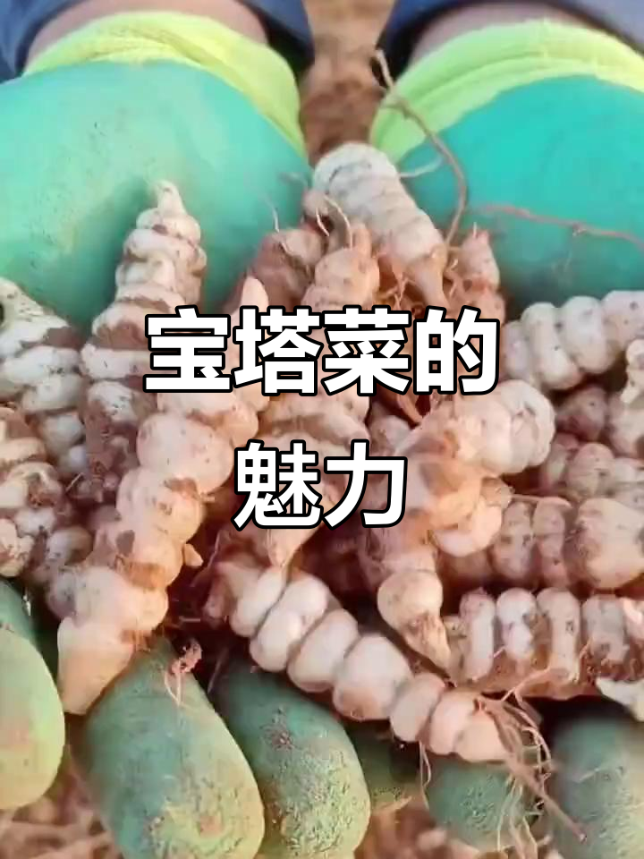 宝塔菜口感独特,炒汤腌制皆宜,脆嫩美味令人陶醉