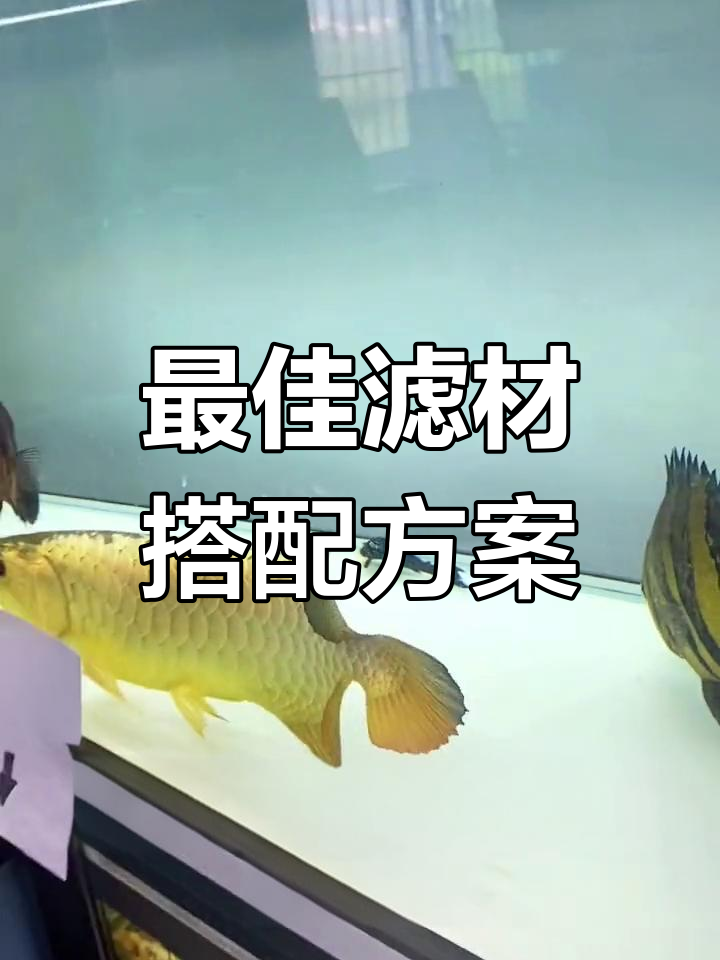 鱼缸滤材搭配全攻略,轻松打造高效过滤系统