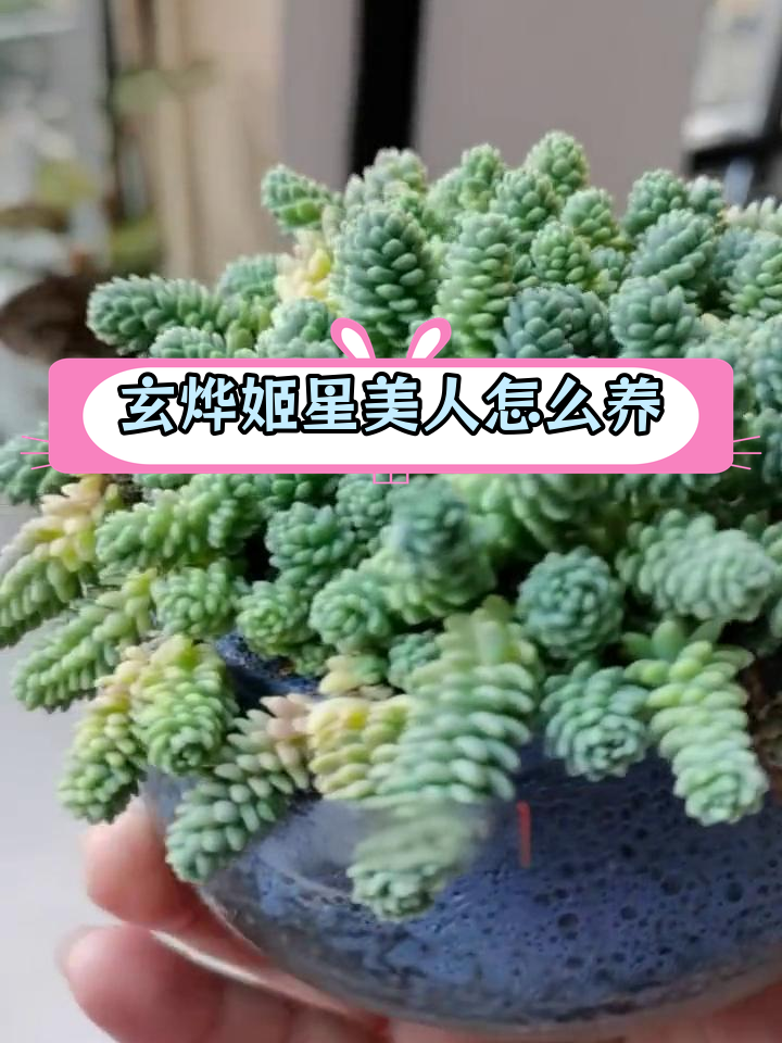 多肉旋叶姬星美人的养护技巧