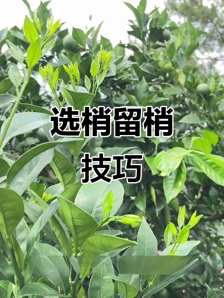 如何处理鸡爪子重生枝,扩大树冠培养结果母枝