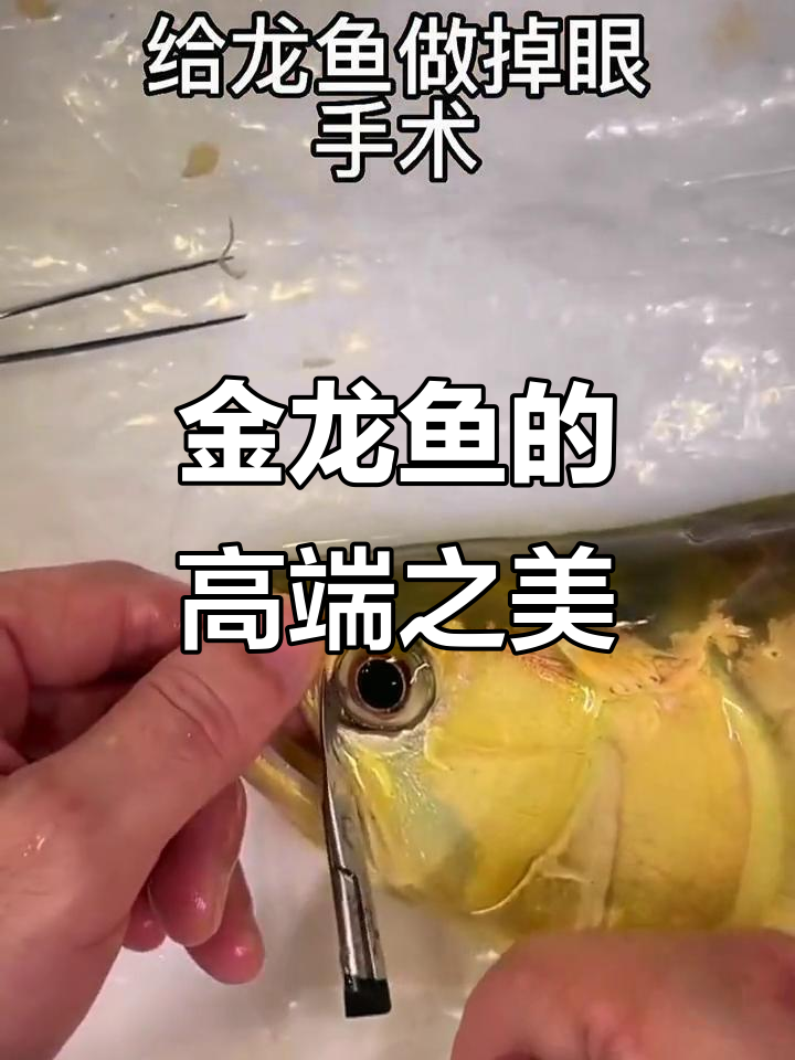 高端龙鱼观赏,金龙鱼的魅力与价值