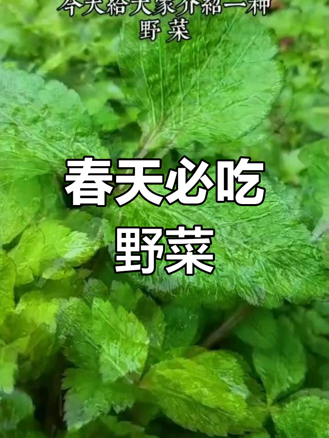 四川农村春季野菜推荐:鸭脚板嫩