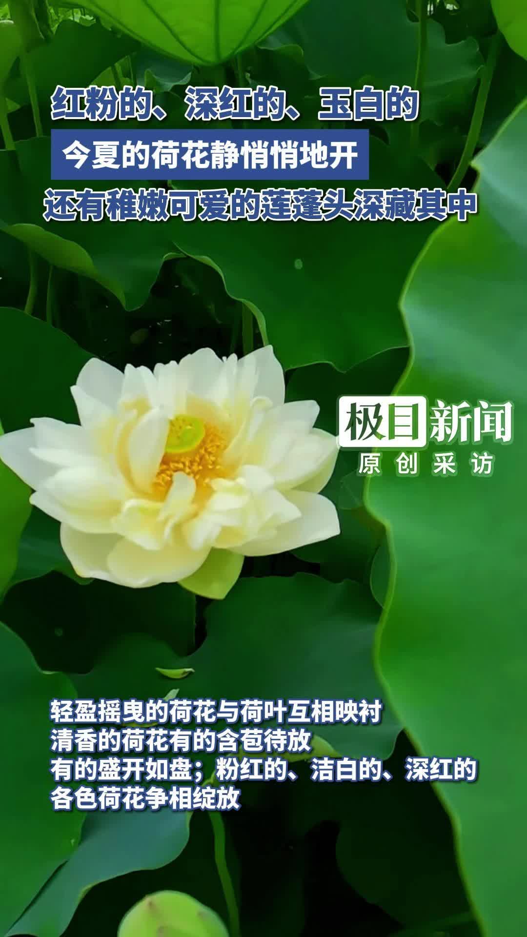 「视频」武汉，荷花开了