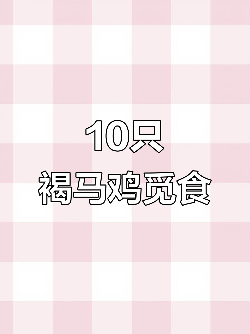 10只褐马鸡同框觅食,山西美景尽显