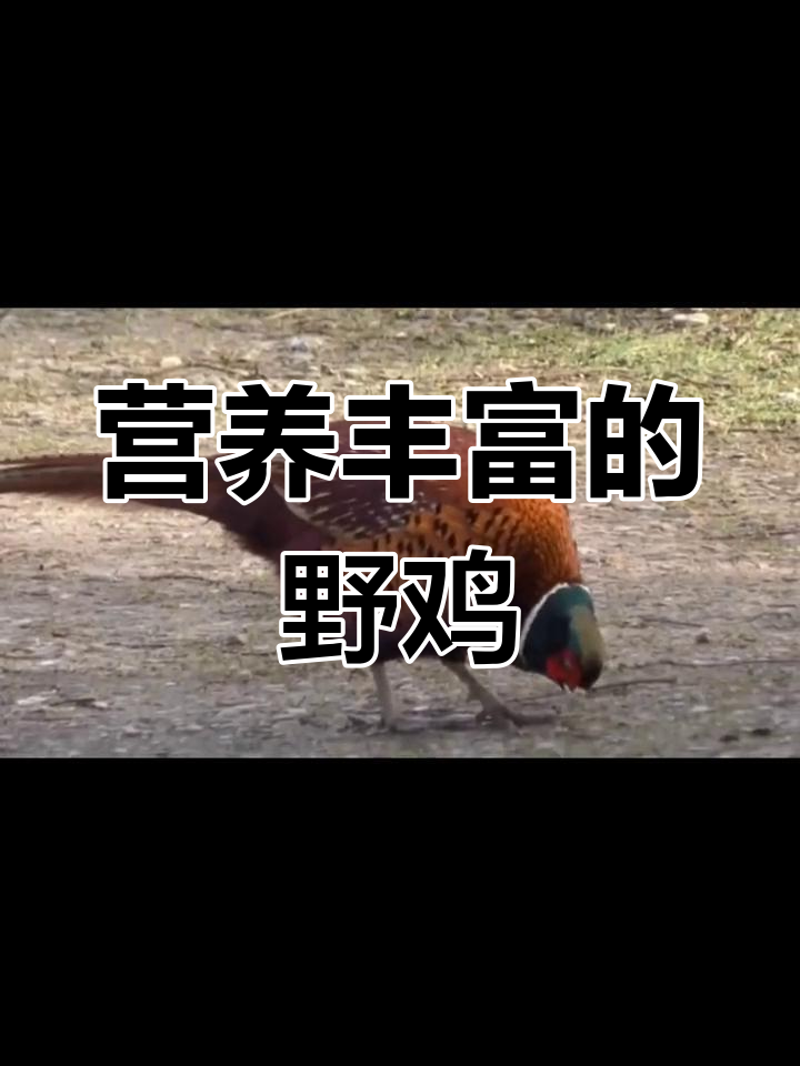 人工养殖野鸡品种介绍