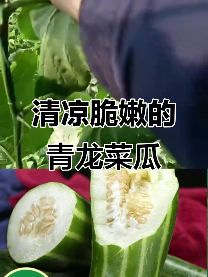 夏季必备青龙菜瓜,脆嫩爽口又清热