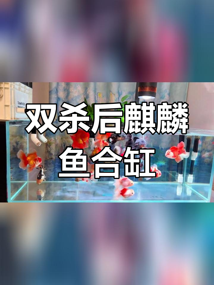 麒麟金鱼合缸成功,隔离15天后终于团聚