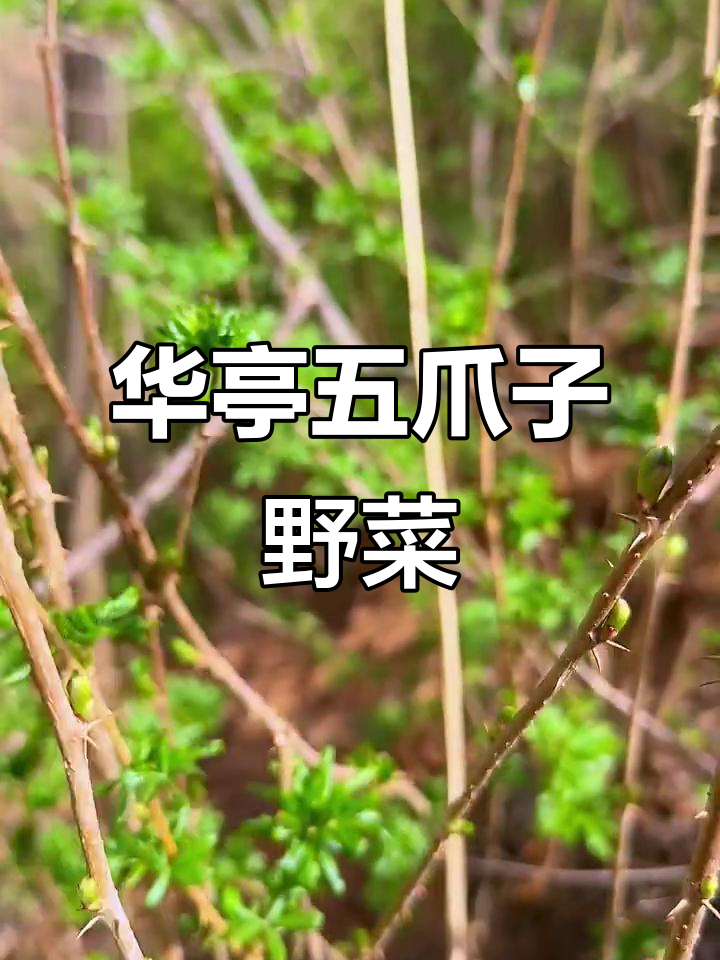 甘肃华亭五爪子野菜新鲜上市,美味又营养