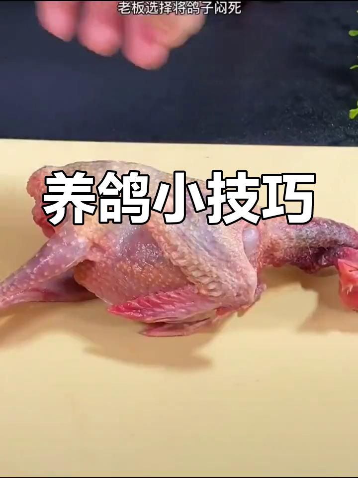 鸽子汤滋补熬夜党,营养满满助你成功