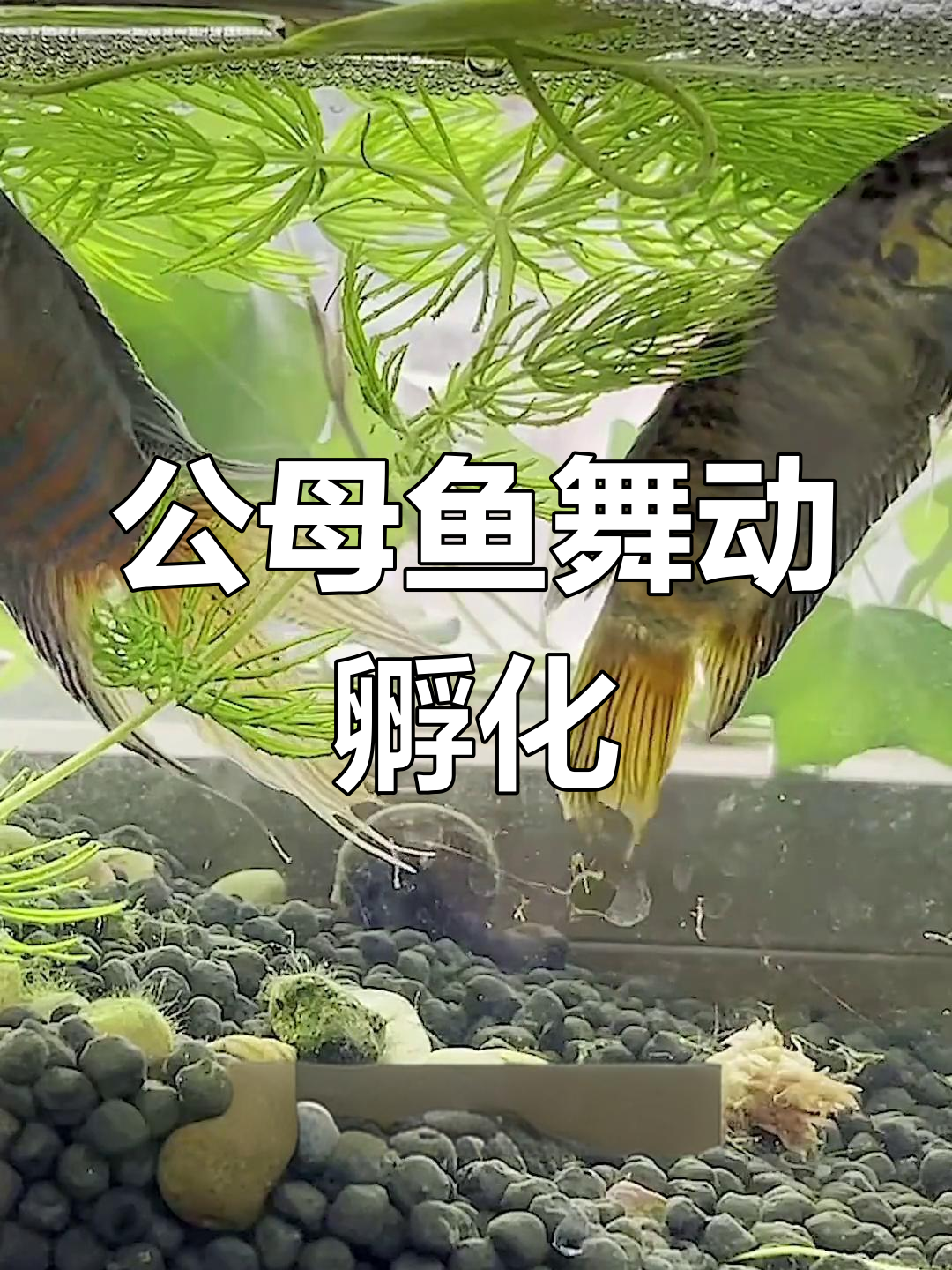 叉尾斗鱼相亲跳舞,竟能孵出小鱼