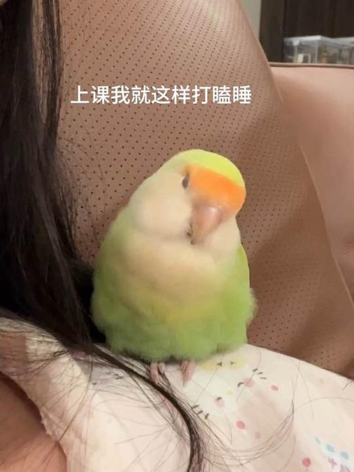 青苹果味的三角饭团，和小鹦鹉的贴贴日常