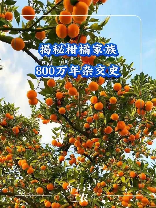 揭秘柑橘家族800万年杂交史：橙子、西柚、柠檬竟是“兄妹”？柑橘家族的庞大简直超乎想象！
