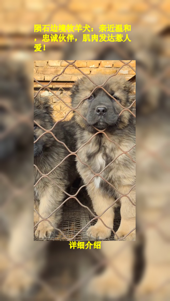 陨石边境牧羊犬:亲近温和,忠诚伙伴,肌肉发达惹人爱!