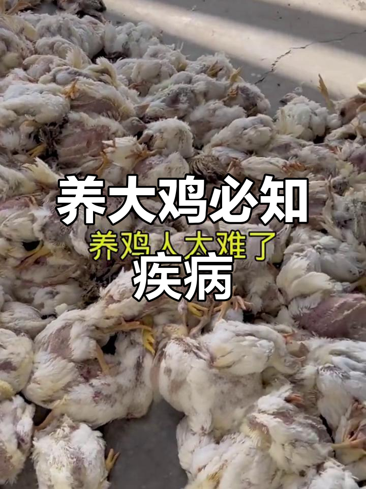 鸡病预警:如何应对包含体肝炎,减少损失