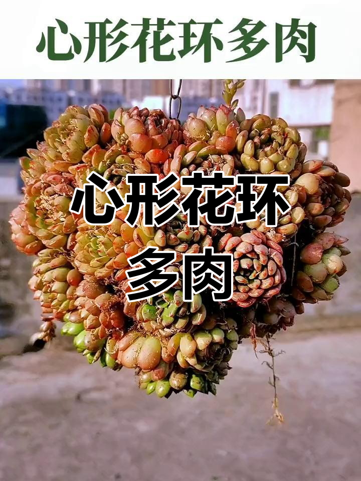 制作心形花环多肉,阳台装饰超美