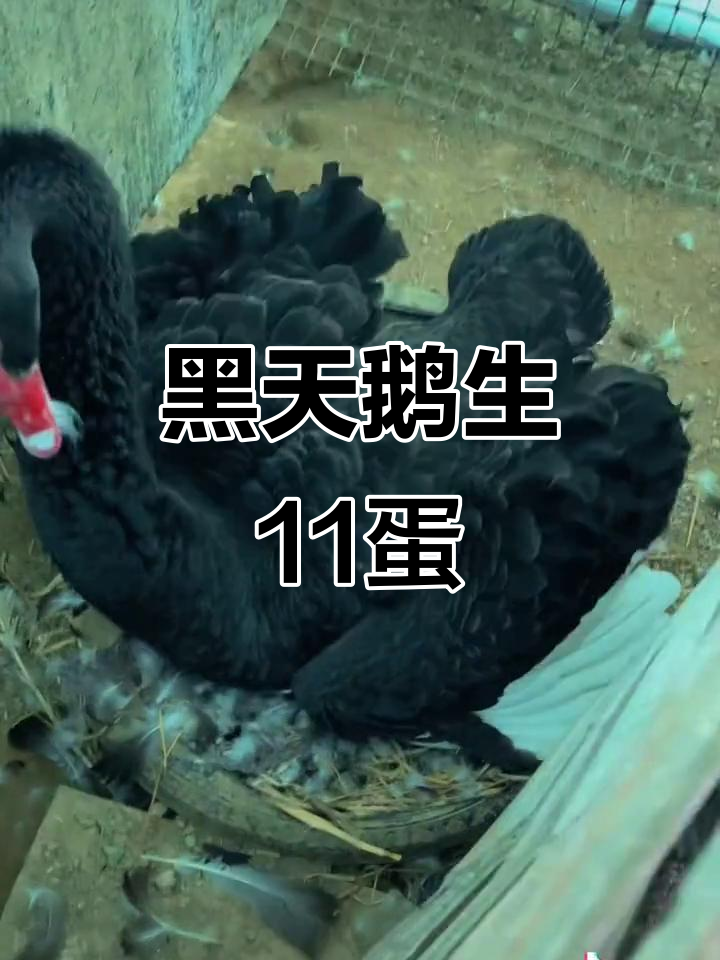 捡黑天鹅蛋,竟然孵化了11个!真是太神奇了
