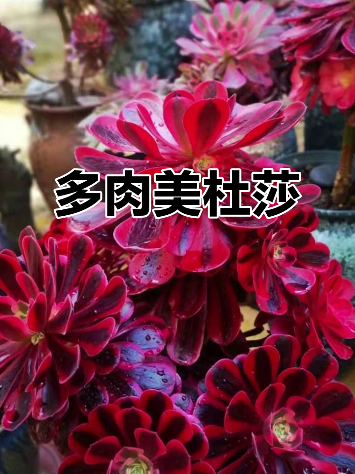 美杜莎法师锦,多肉中的珍品,尽显独特魅力与历史