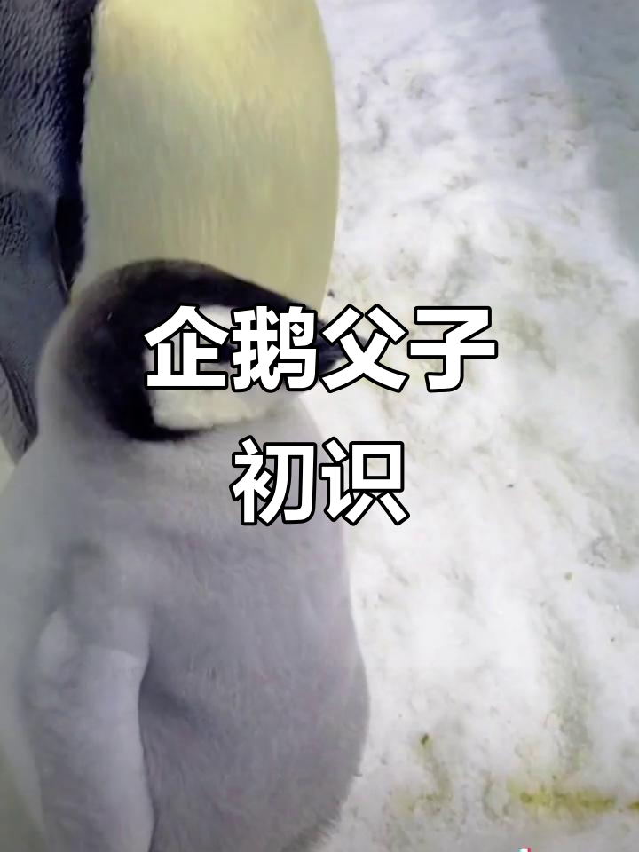 企鹅爸爸初遇小家伙，慢慢熟悉彼此
