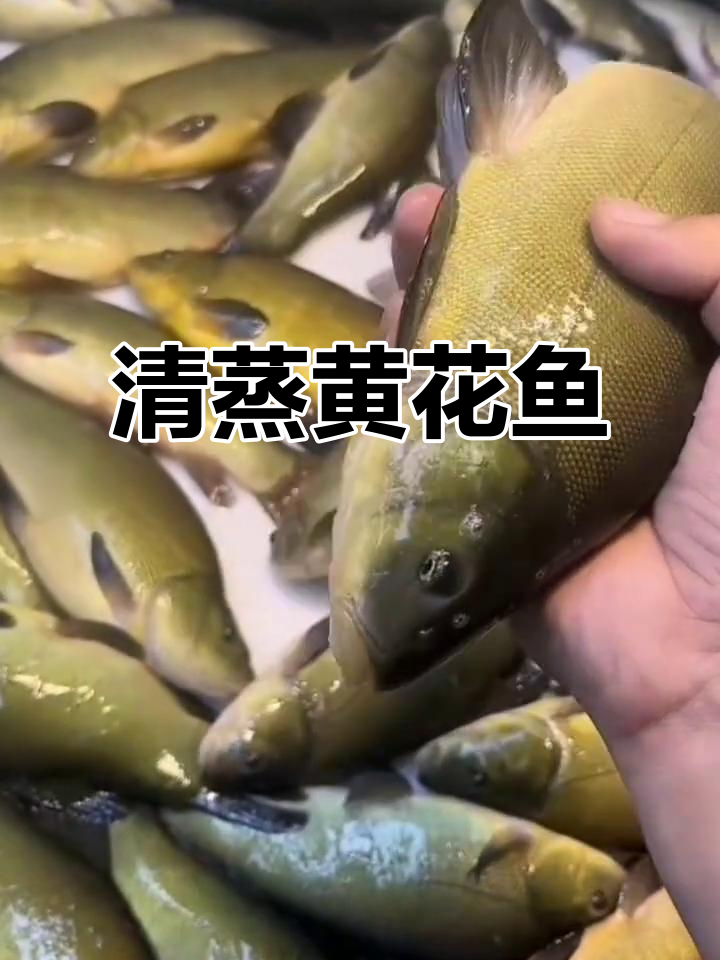 黑龙江冷水黄金桂鱼,清蒸红烧皆宜,无鳞易处理