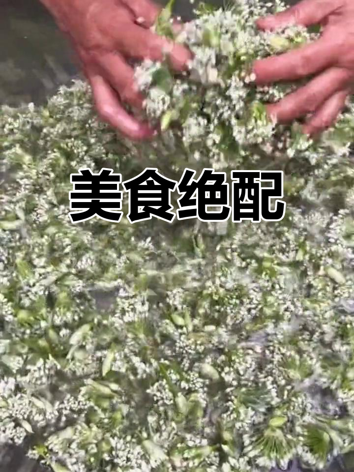 韭菜花酱搭配牛羊肉,饺子包子炒饭皆美味