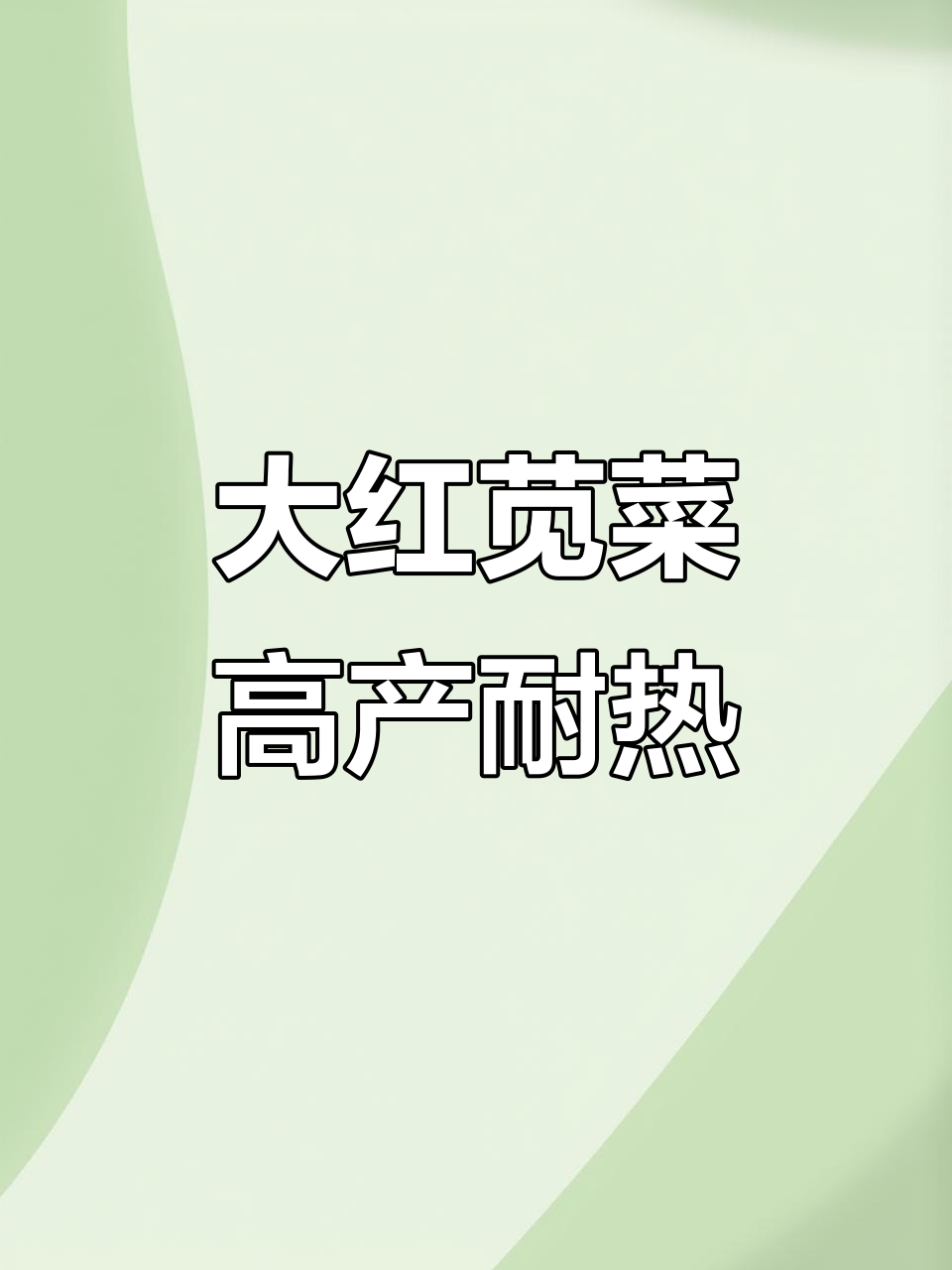 奥美亚大红苋菜:耐热、抗病,结籽晚,叶色艳丽