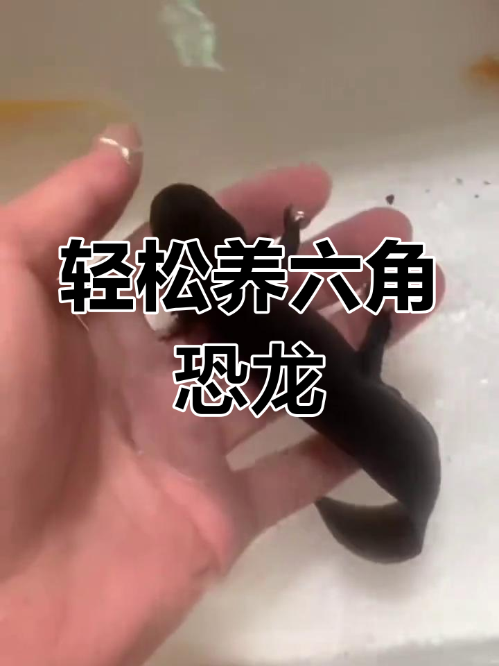 六角恐龙鱼养殖全攻略:简单又省心的宠物养护技巧