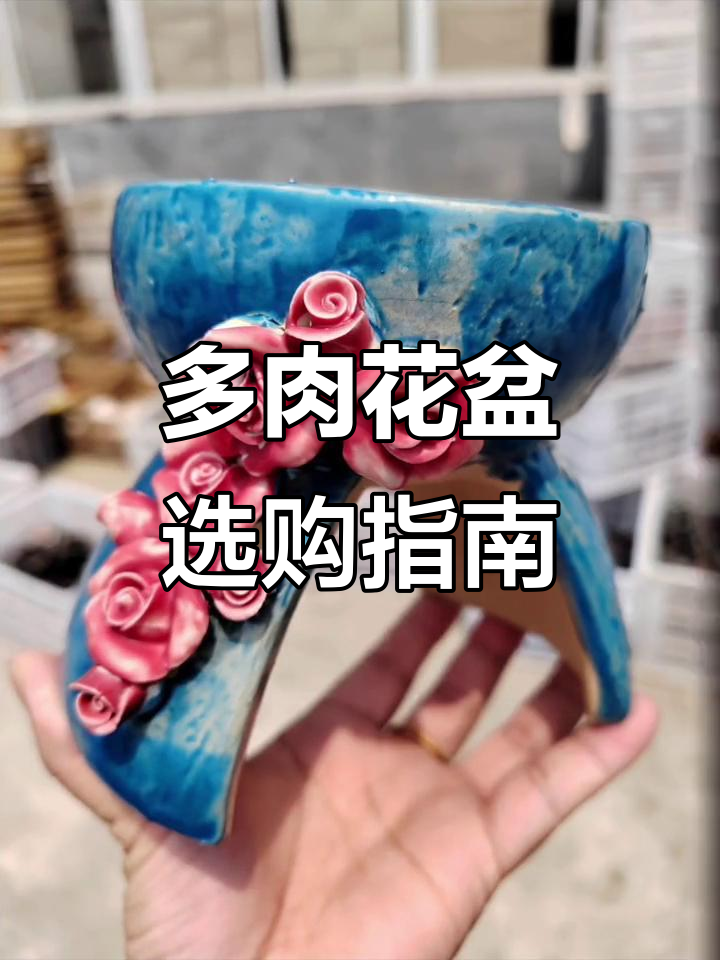 婚纱盆:多肉花盆推荐,打造个性化植物世界