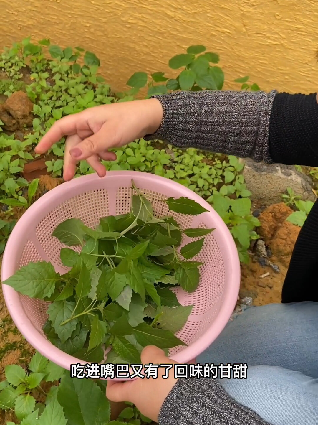 广西的春天户外漫山遍野可以摘的白花菜