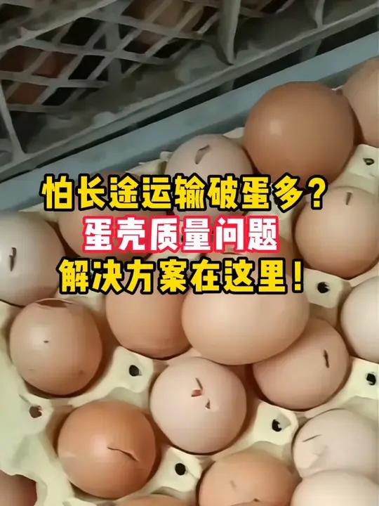 怕长途运输破蛋多?蛋壳质量问题,解决方案在这里!