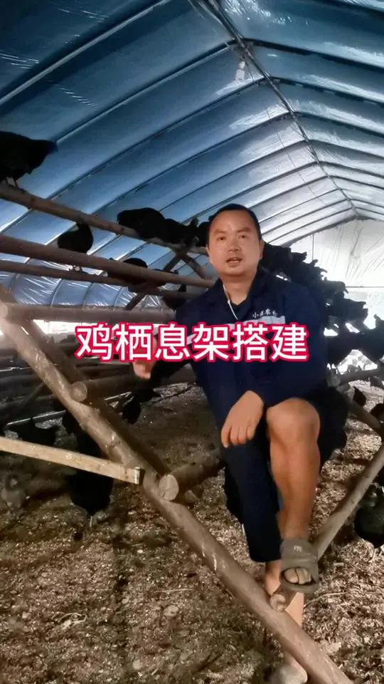 鸡夜晚休息,不接触地面就会很少生病。散养鸡舍搭建栖架就很重要。农村散养土鸡 鸡病防治 鸡舍