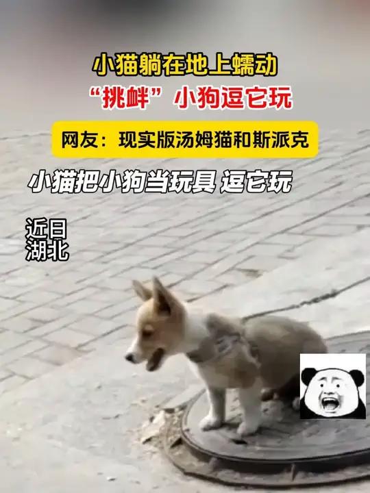 小猫躺在地上蠕动,“挑衅”小狗逗它玩,网友:现实版汤姆猫和斯派克