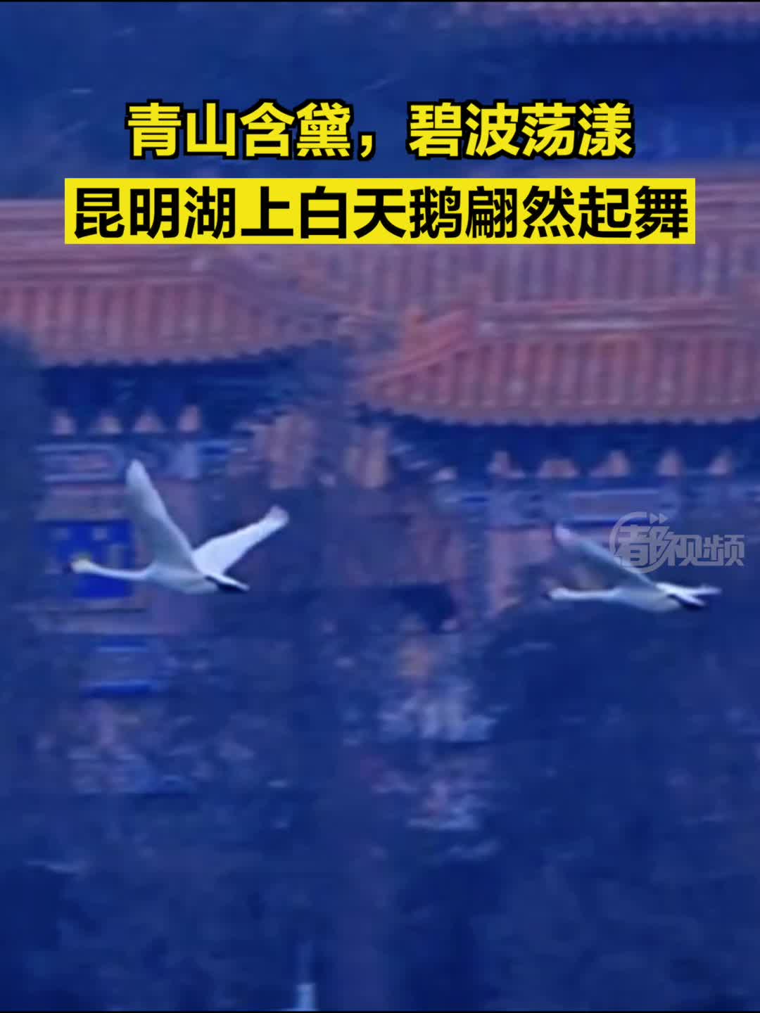 春来了!颐和园昆明湖上白天鹅翩然起舞