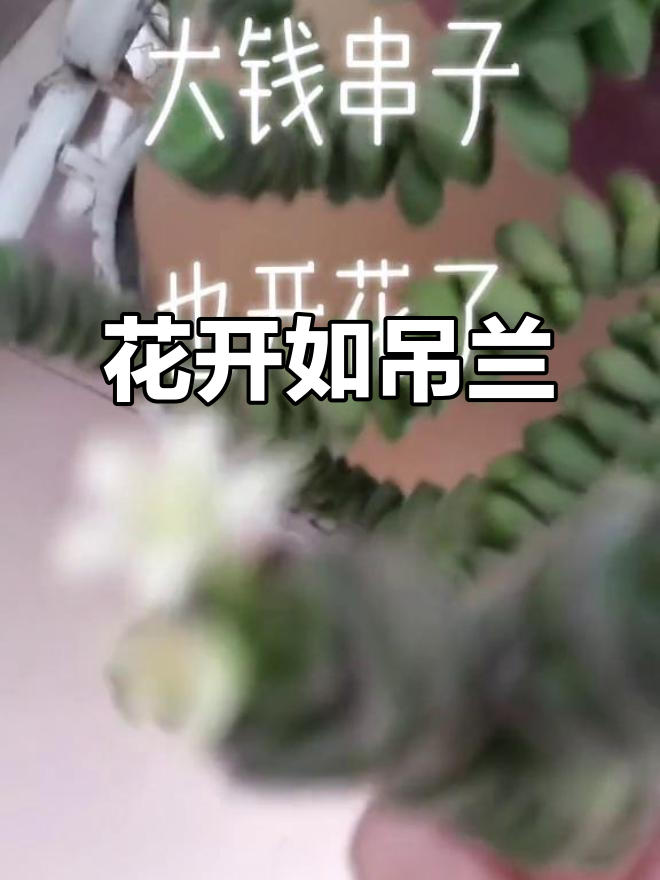 2023年看看我的钱串子,第一次开花像吊兰般壮观!