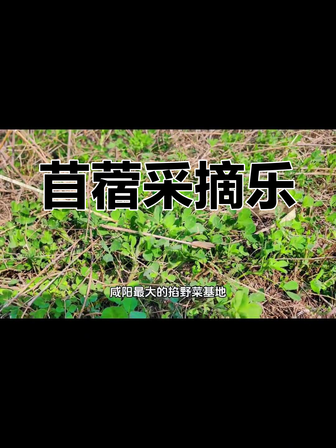 苜蓿茂盛,人工种植,快来体验野菜采摘的乐趣!