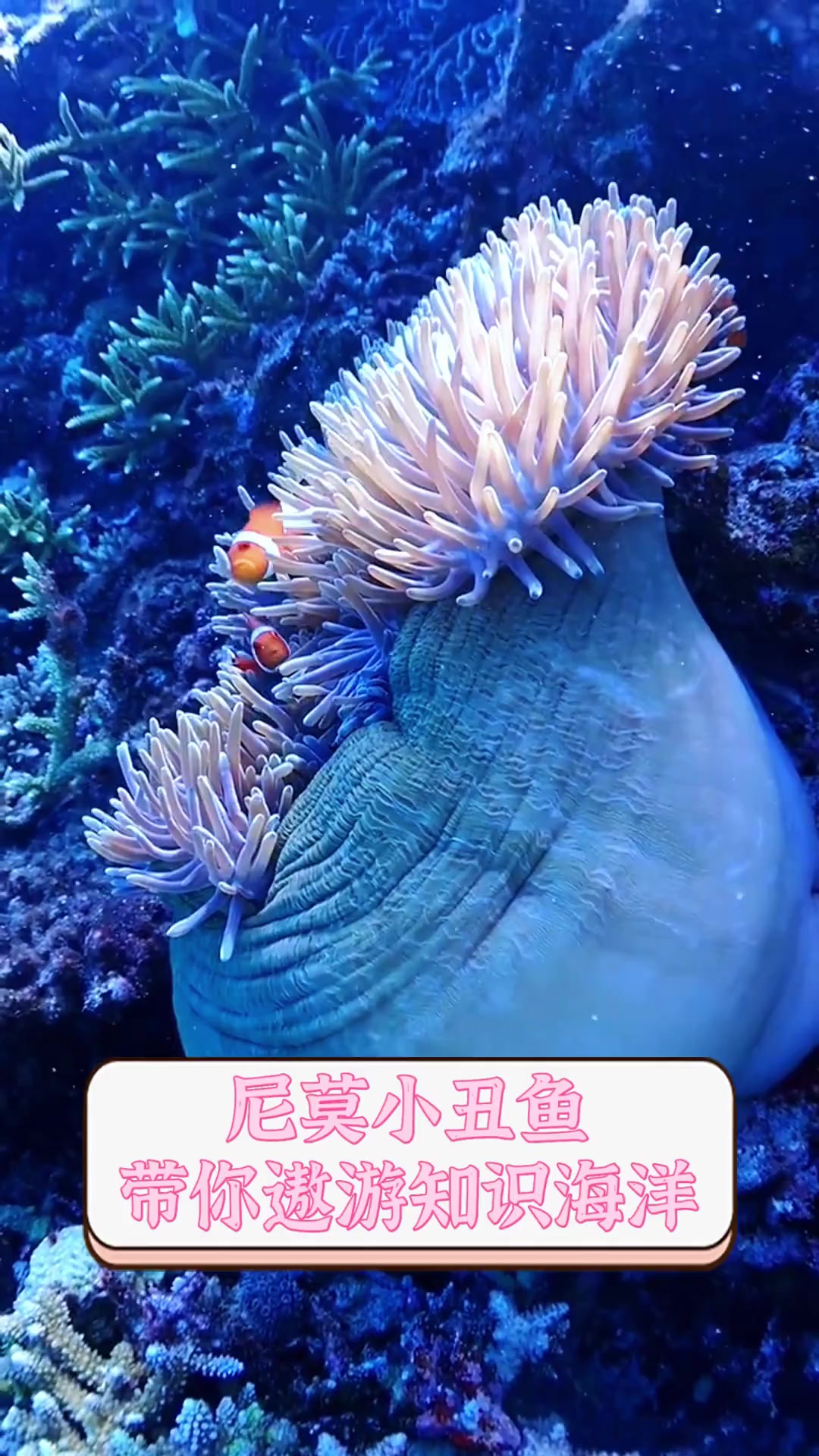 尼莫小丑鱼,带你遨游知识海洋