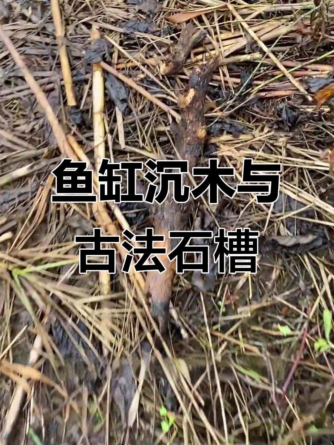 鱼缸沉木造景与古法石槽的奇妙之旅