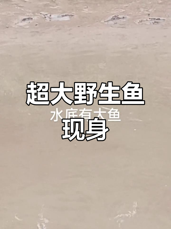 现场捕捉超大鱼,二三十斤的巨型原生鱼震撼登场