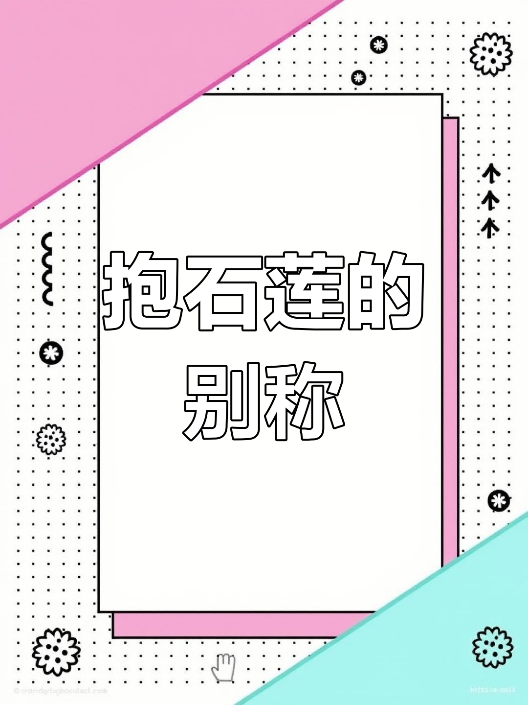 抱石莲别名众多,包括金星草、风不动等