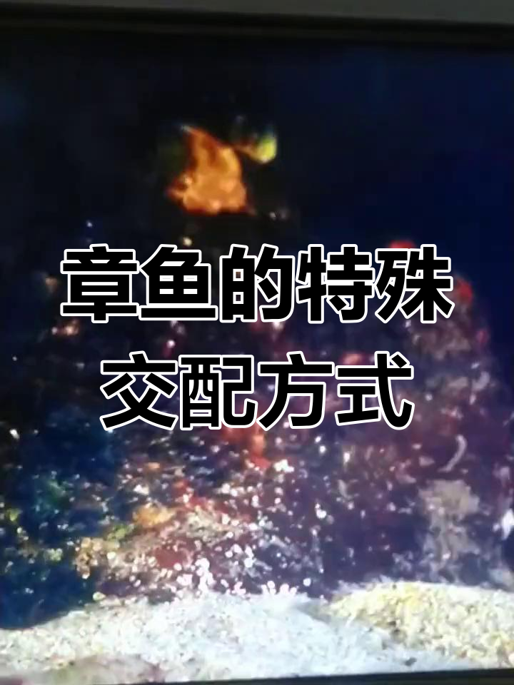 雄性章鱼与雌性的惊险交配,竟是这样!