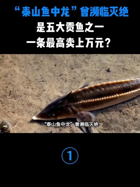 “泰山鱼中龙”曾濒临灭绝,是五大贡鱼之一,一条最高卖上万元?