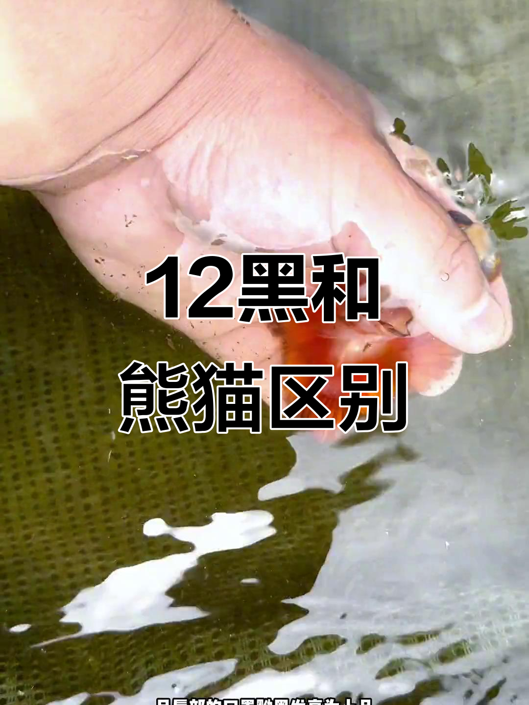 十二黑与熊猫蝶尾的区别,你了解吗?