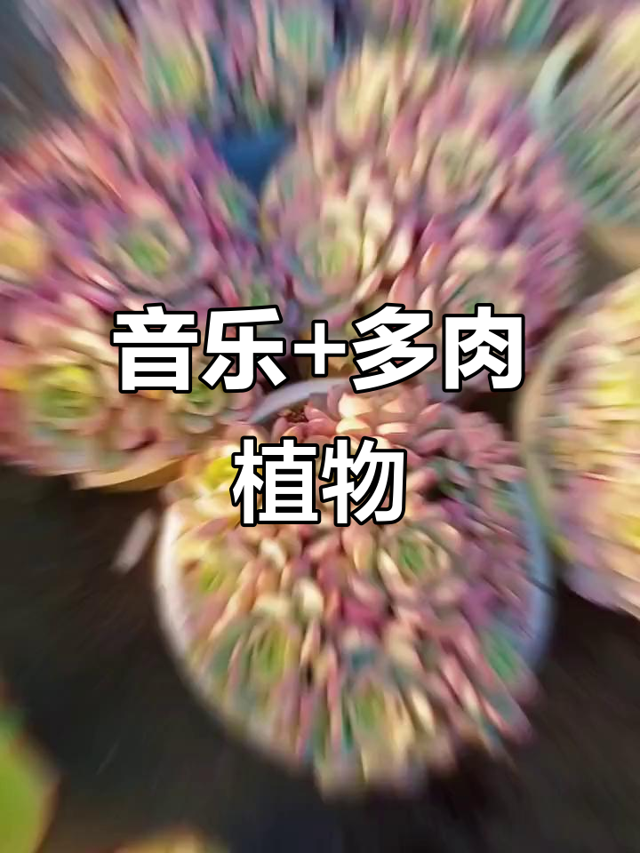 热门音乐与多肉植物的完美结合，享受双重魅力