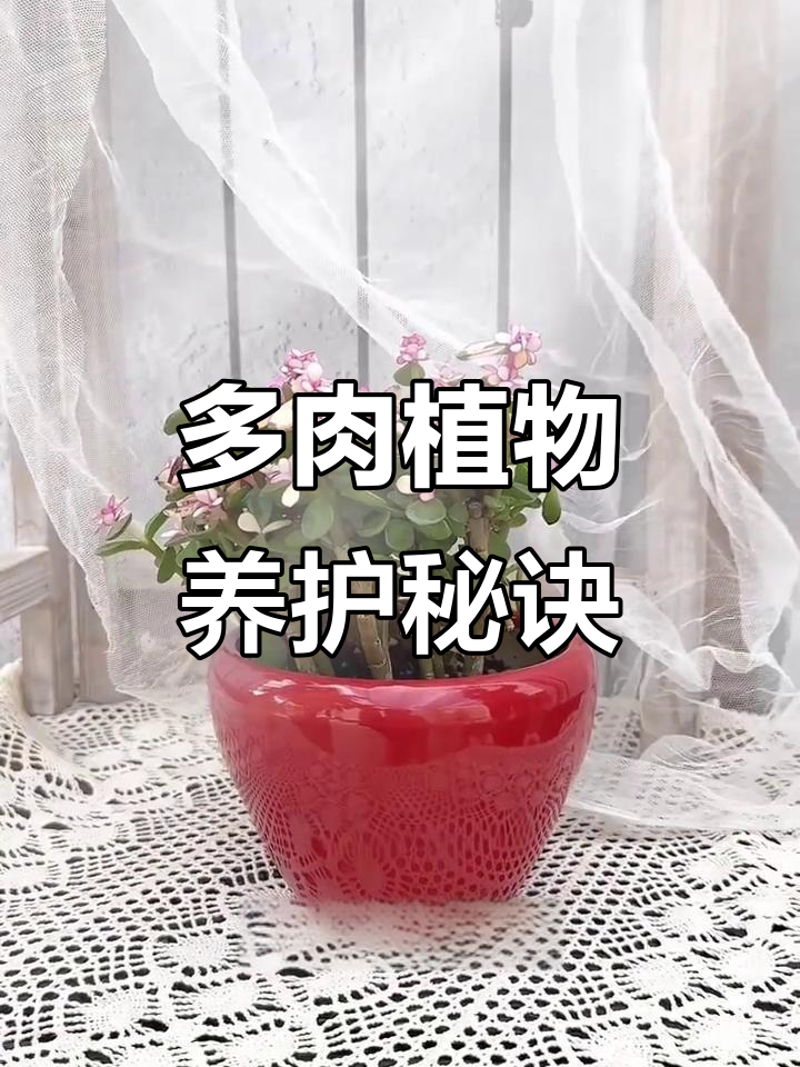 摇叶之舞:如何让多肉植物更美丽,光照与浇水技巧全揭秘