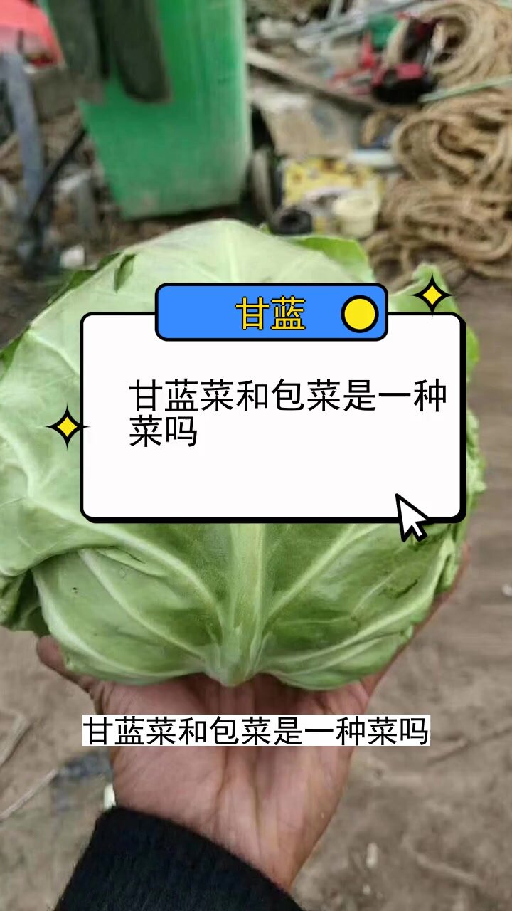 甘蓝菜和包菜是一种菜吗