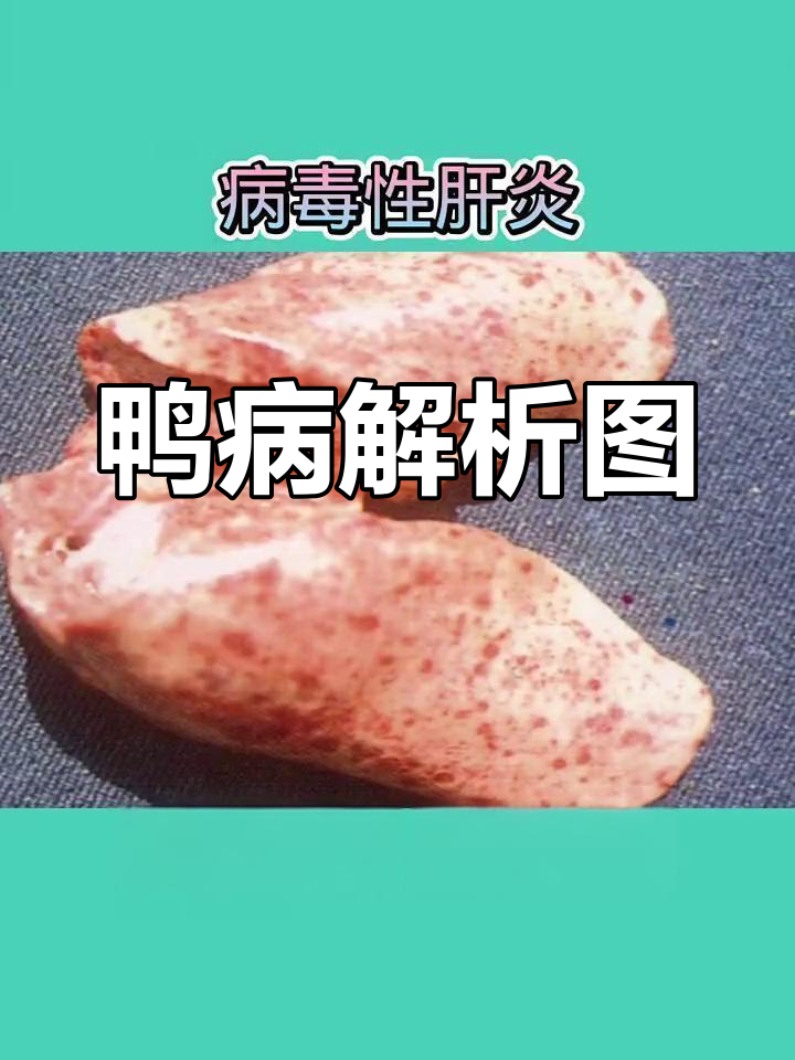 鸭子常见疾病解剖图,了解这些症状别忽视