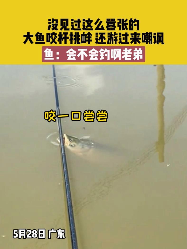 5月28日,广东,没见过这么嚣张的,大鱼咬杆挑衅还游过来嘲讽,鱼:会不会钓啊老弟 钓鱼 嚣