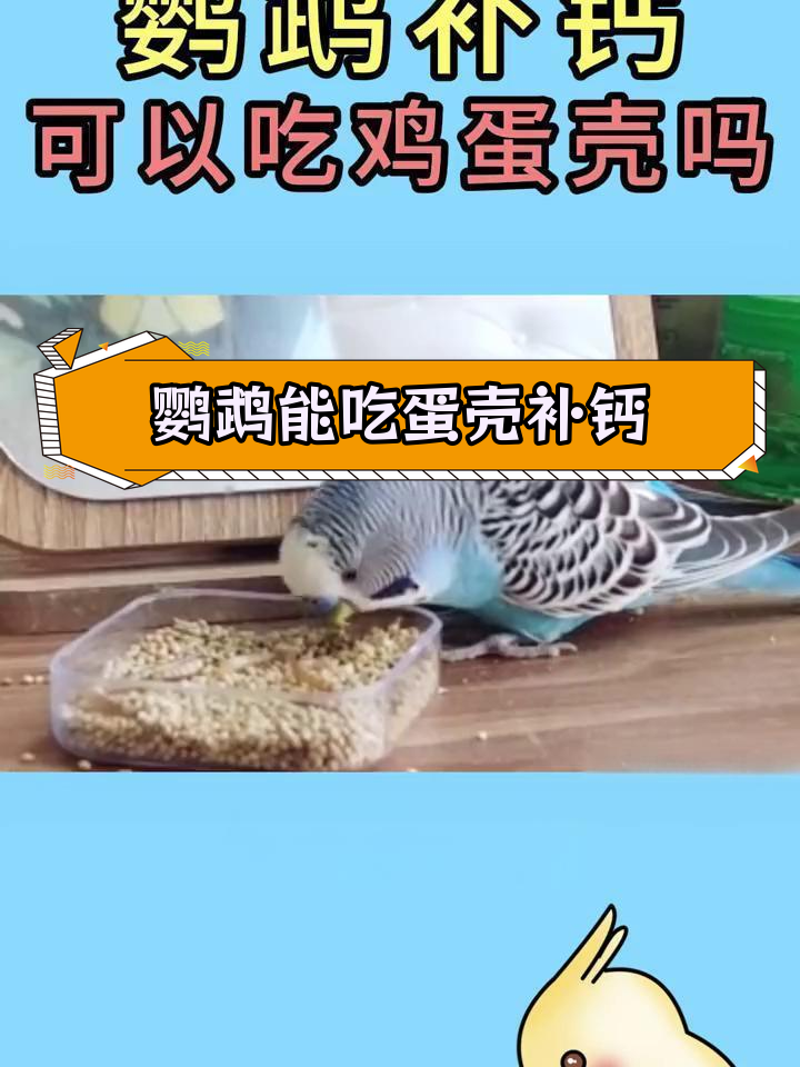 鹦鹉补钙能喂鸡蛋壳吗?