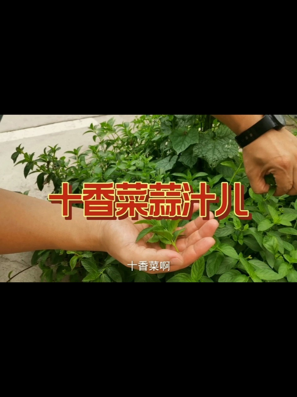 十香菜蒜汁儿