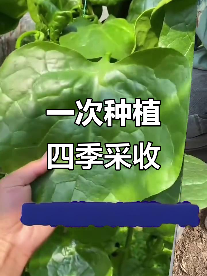 春天种一次，全年都能收获的蔬菜品种